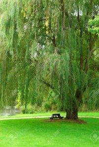 by the willow tree